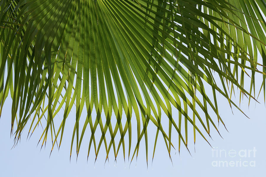 Green palm leaf and blue sky on the beach Photograph by Adriana Mueller