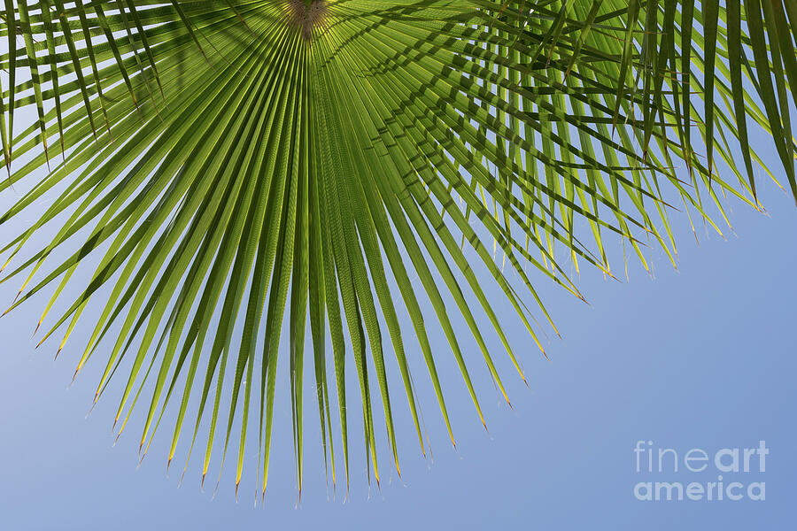 Green palm leaf and blue sky, summer season Photograph by Adriana Mueller