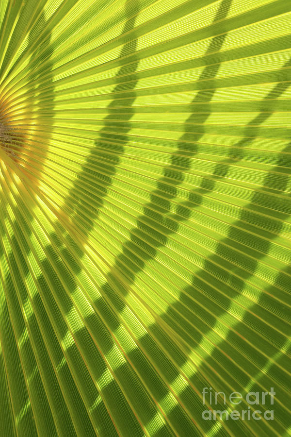 Green palm leaf and shadows 1 Photograph by Adriana Mueller