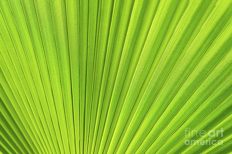 Green palm leaf and mediterranean sunlight Photograph by Adriana Mueller