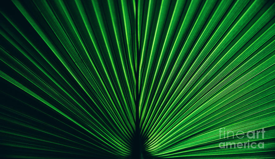 Green palm leaf texture. Photograph by Jelena Jovanovic
