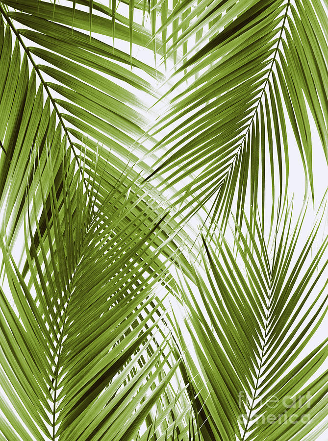 Nature Mixed Media - Green Palm Leaves Dream - Cali Summer Vibes #3 #tropical #decor #art by Anitas and Bellas Art