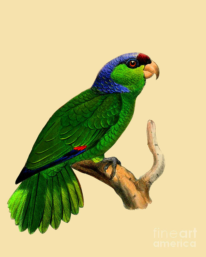 Parrot Digital Art - Green Parakeet by Madame Memento
