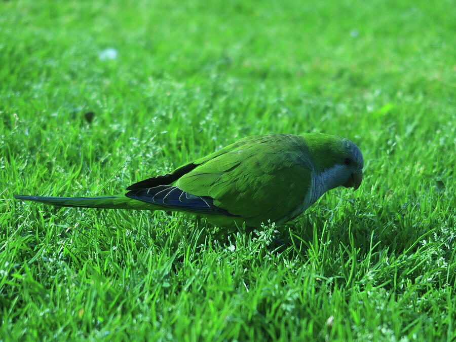 Green Parakeet on Green Lawn Photograph by Kathrin Poersch