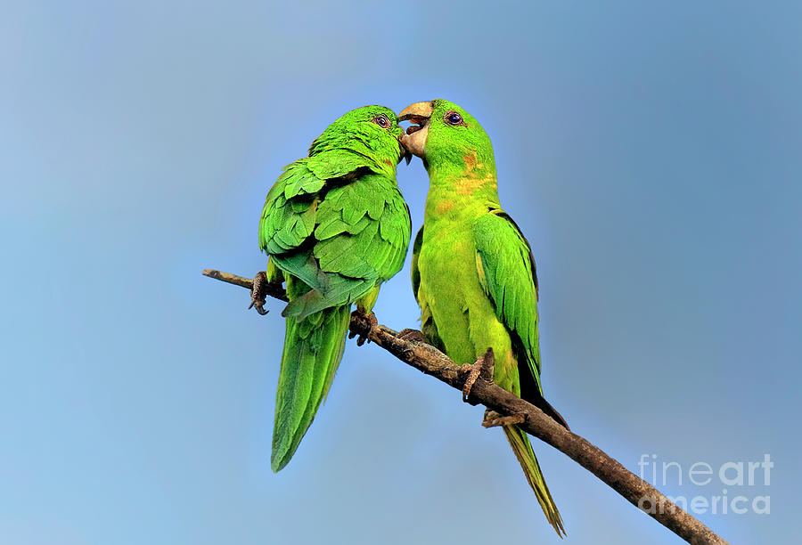 Green Parakeets Wild Mutual Preening Photograph by Dave Welling