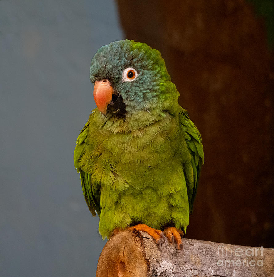 Green Parrot at Sarasota Jungle Gardens Photograph by L Bosco