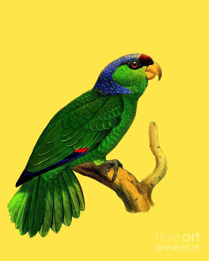 Parrot Digital Art - Green Parrot Bird by Madame Memento