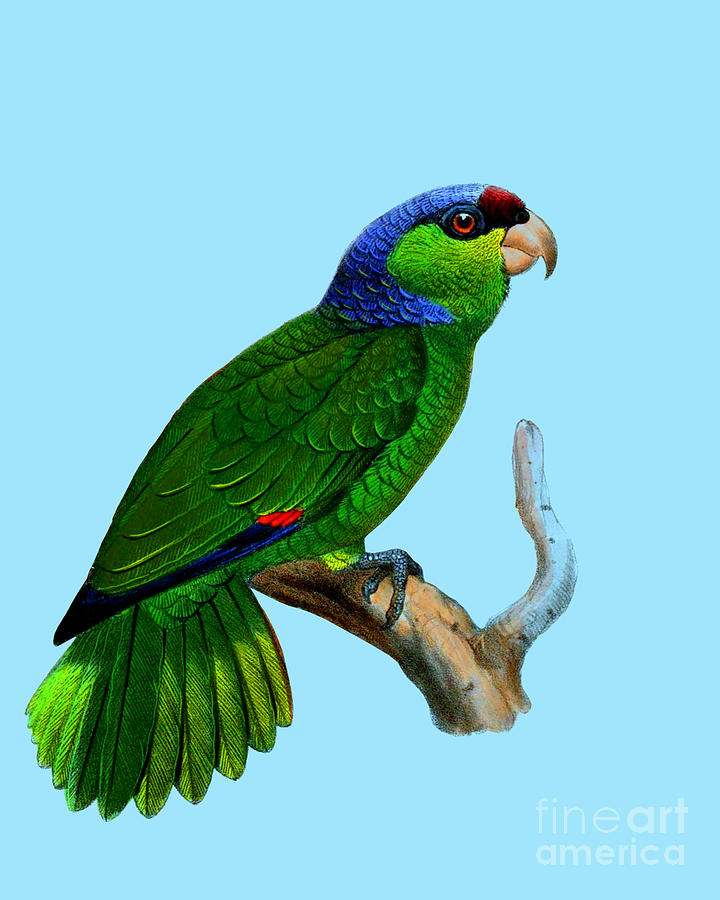 Parrot Digital Art - Green Parrot by Madame Memento