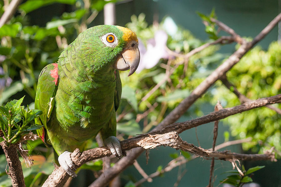 Green parrot on a branch Photograph by Jaguarblanco