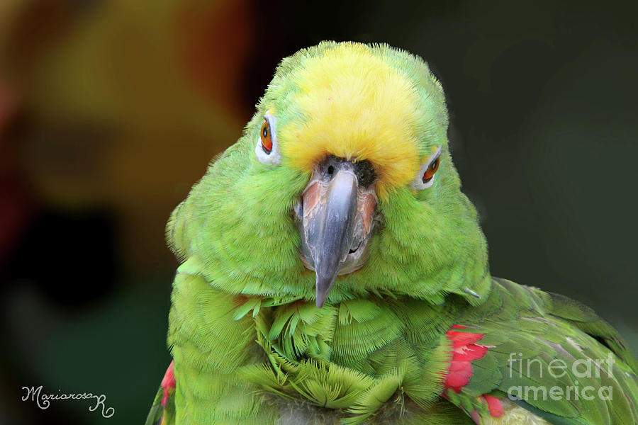 Green Parrot Portrait Photograph by Mariarosa Rockefeller