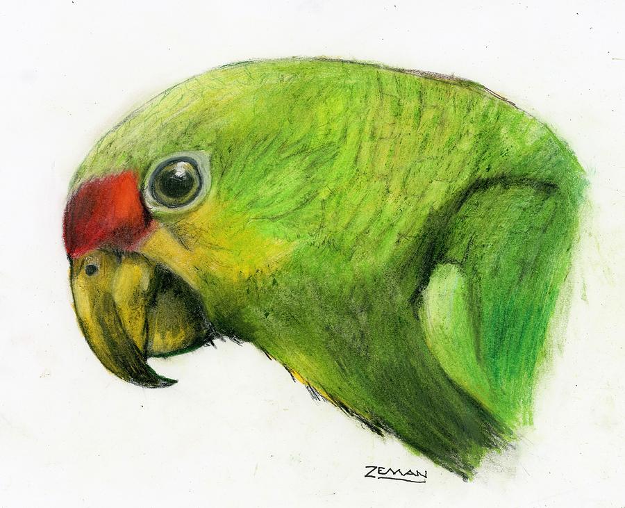 Pencil Sketch - Hyacinth Macaw Parrot | imagicArt