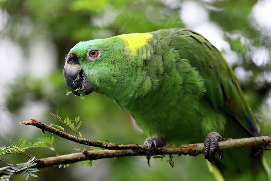 Green Parrot, S Photograph by Alex Nikitsin - Fine Art America