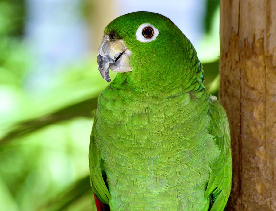 Green Parrot Photograph by Warren Thompson