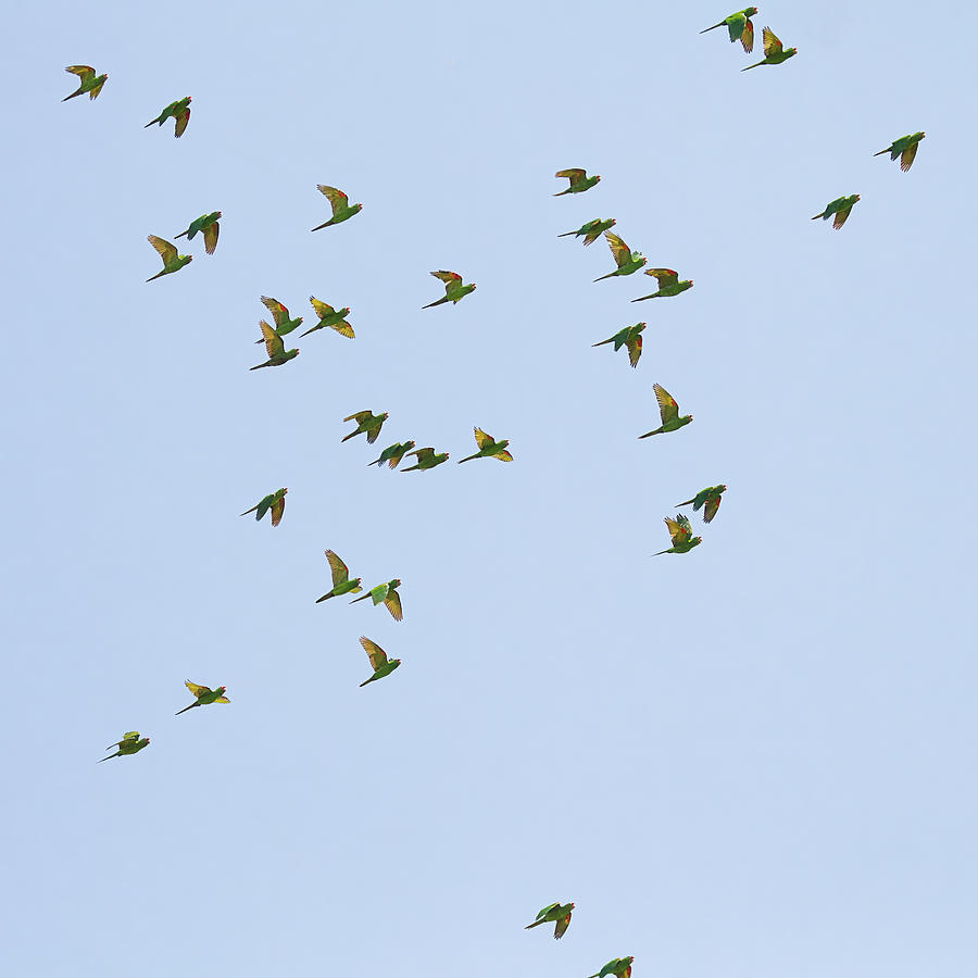 Green Parrots - Costa Rica - Square Version Photograph by Peggy Collins