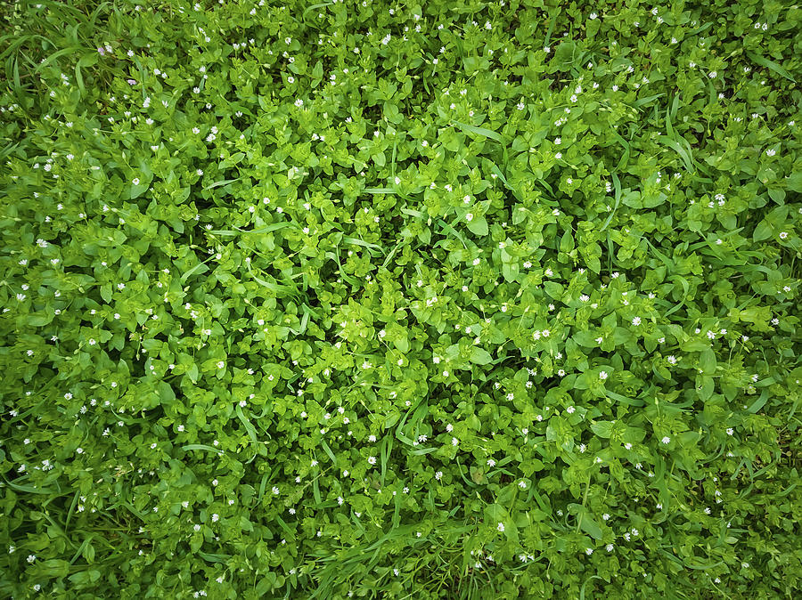 Green Pasture Texture Photograph