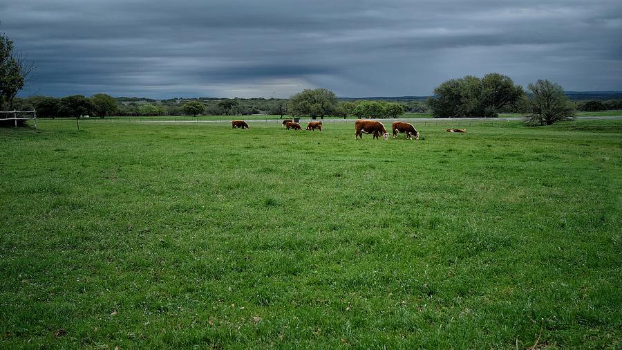 Green Pastures  Photograph by Buck Buchanan