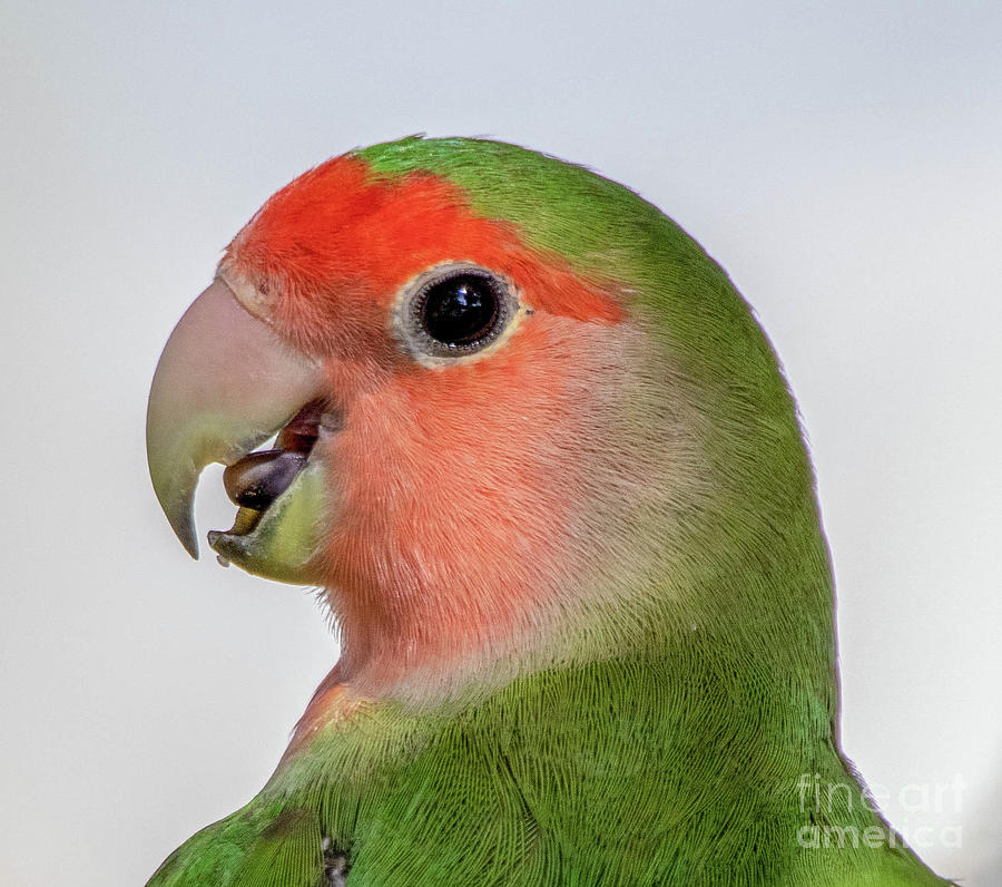 Green Peach Faced Lovebird Photograph By Daniel Vanwart