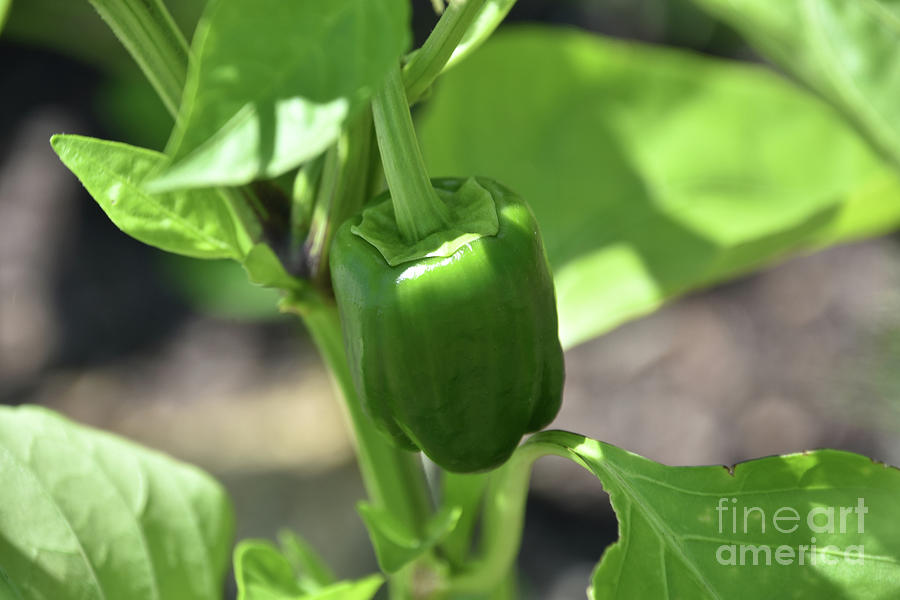 Green Pepper Growing In A Vegetable Garden Photograph By Dejavu Designs