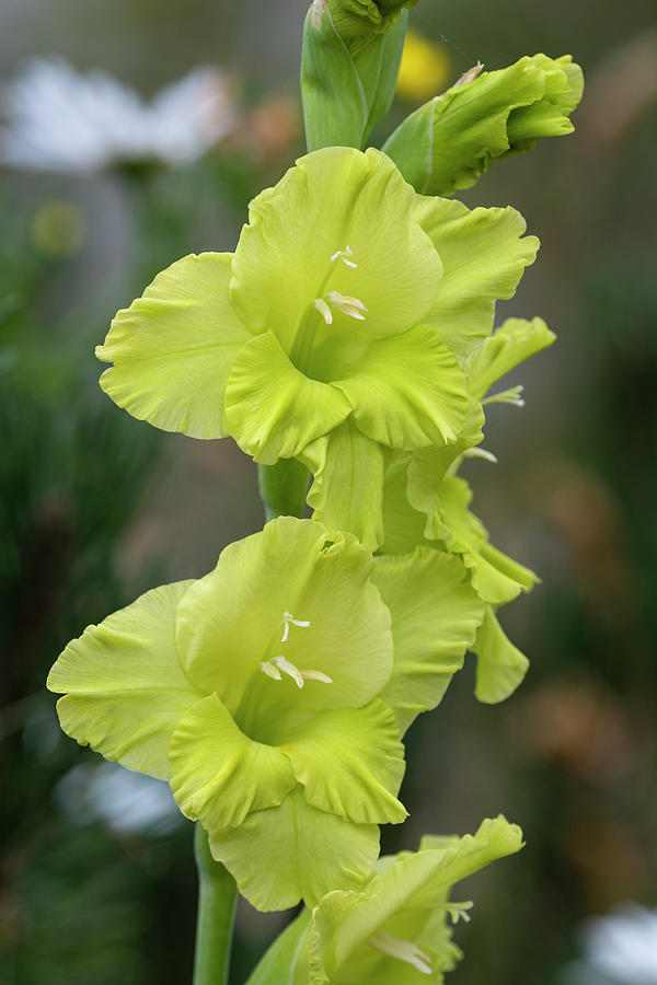 Green Petaled Gladiolus Photograph by Robert Potts