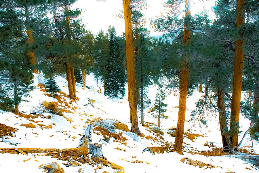 green pine tree in winter with snow at Palm Springs Aerial Tramway