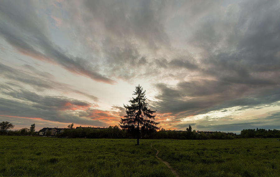 Green pine tree standing alone in a field meadow with trail during sunset or sunlight against dramatic sky Photograph by Arpan Bhatia