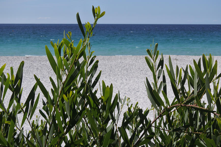 Green plants growing on a beach Photograph by Rafael Ben-Ari
