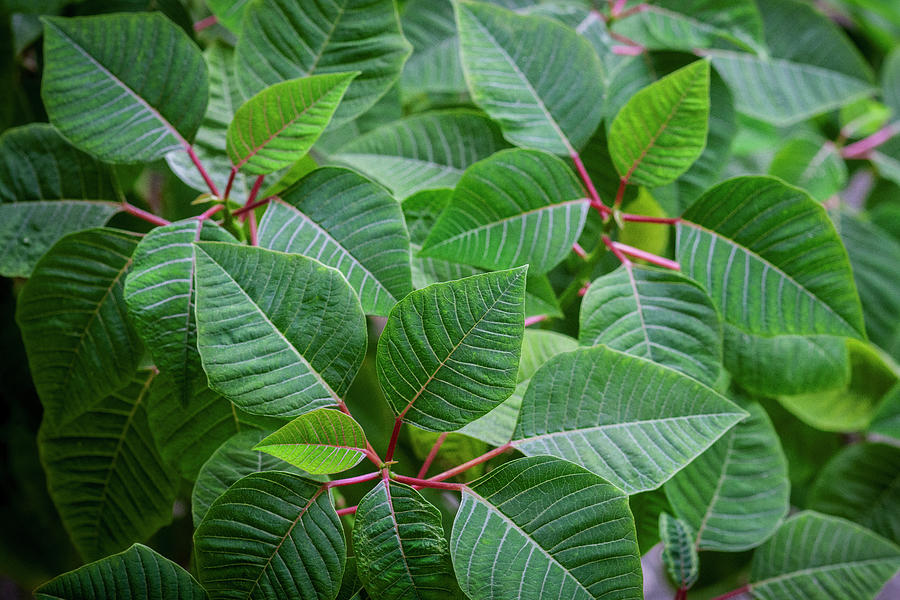 Green Poinsettia Leaves X108 Photograph by Rich Franco