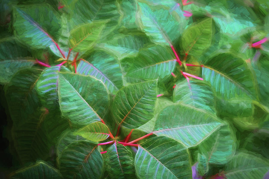 Green Poinsettia Leaves X109 Photograph by Rich Franco