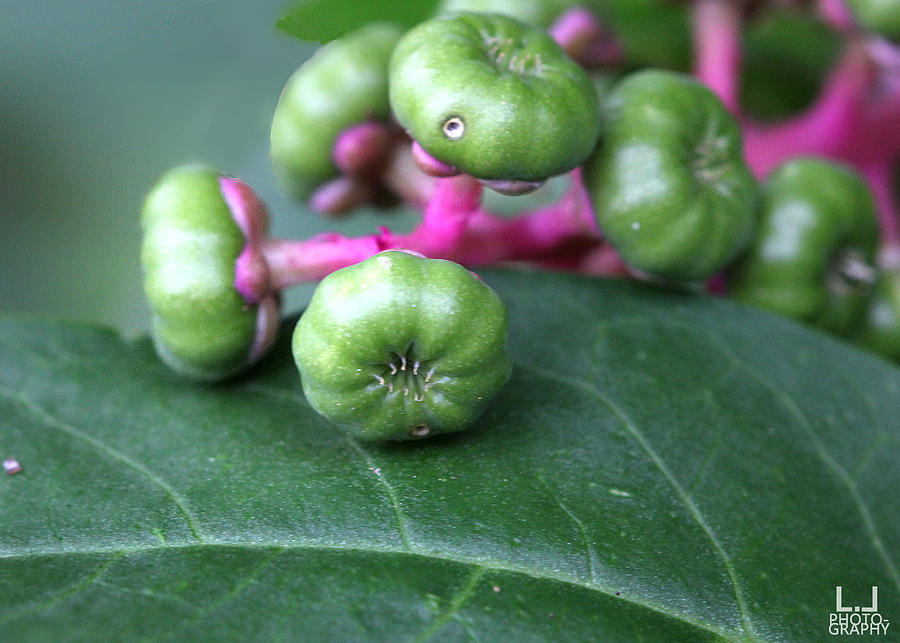 Green Pokeweed Berries Photograph by Decoris Art