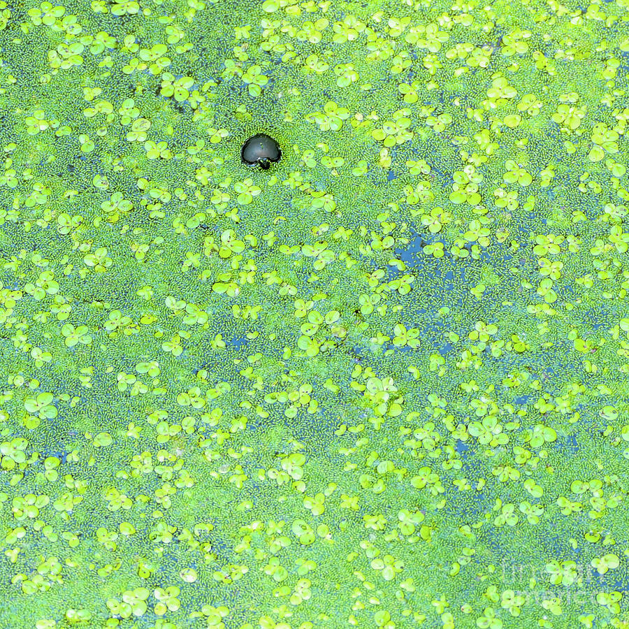 Green pond water Photograph by Bentley Davis