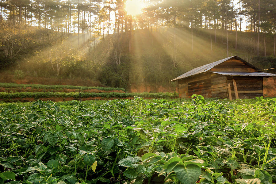 Green Potato Garden In The Rays At Sunrise Photograph by Khanh Bui Phu