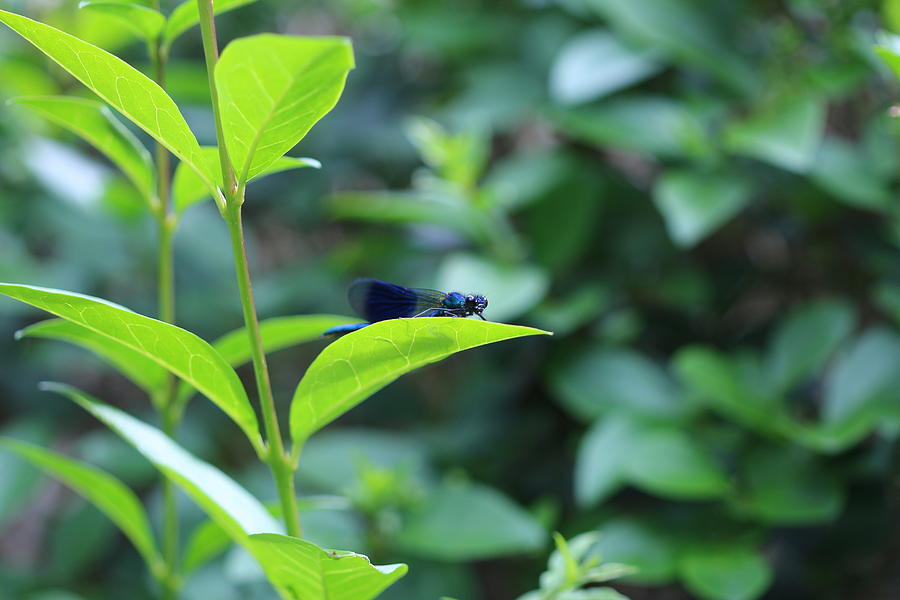 Green privet hedge leaves with resting blue damselfly  Painting by Tom Conway