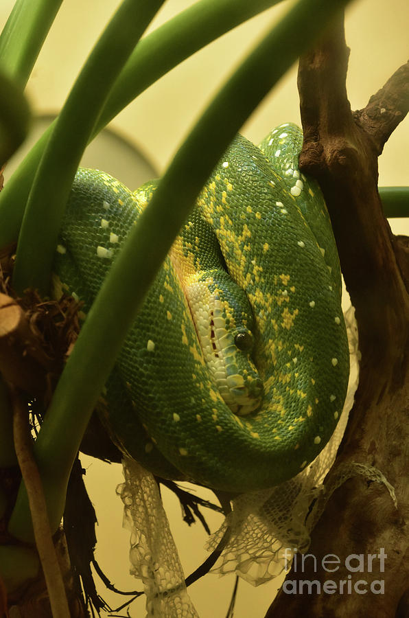 Green Python Snake Coiled Up in a Tree Photograph by DejaVu Designs ...