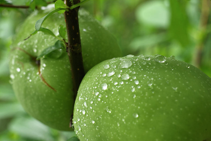 Green Quince with Raindroplets Photograph by Iris Richardson