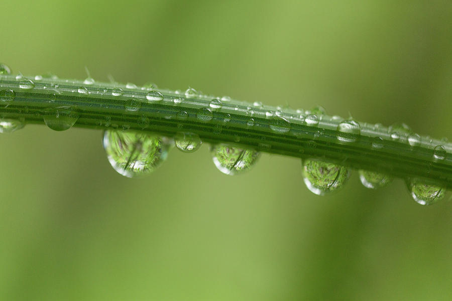 Green Rain Photograph by Iris Richardson