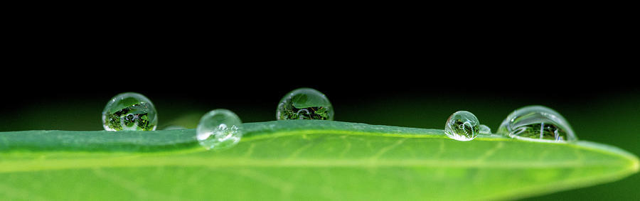 Green Raindrops Photograph by Crystal Wightman