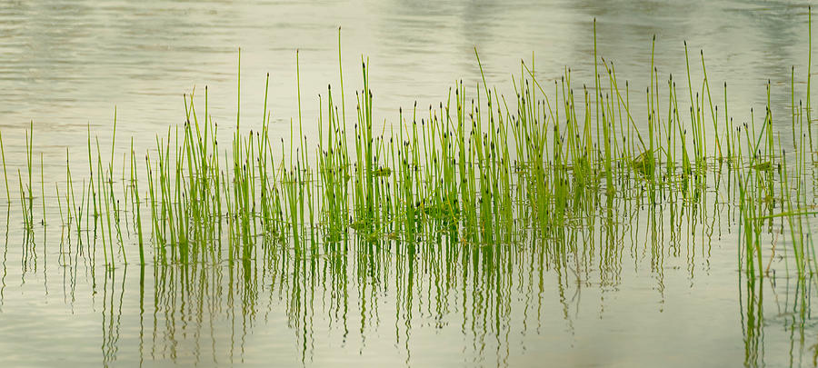 Green reeds growing in marsh wetland Photograph by Sean OHare | Fine ...