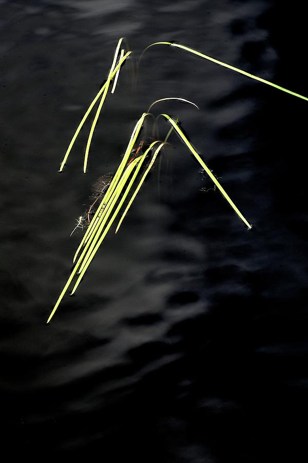 Green Reeds On Water Photograph by Jerry Sodorff
