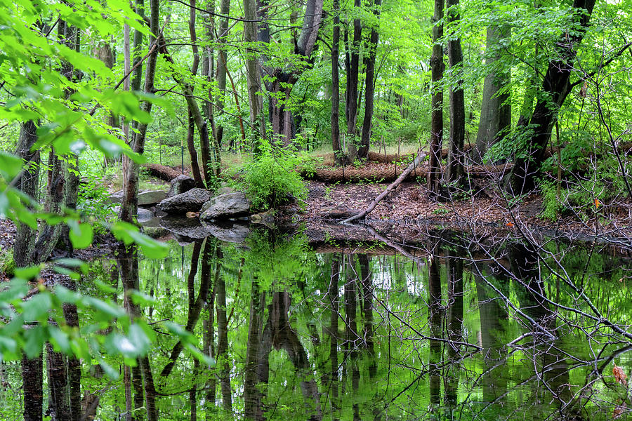 Green Reflections Photograph by Christopher Brown