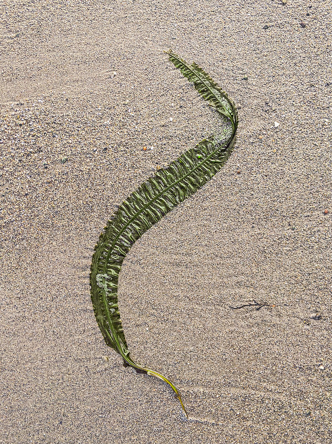 Nature Photograph - Green Ribbon Seaweed on A Beach by Chris Cliff
