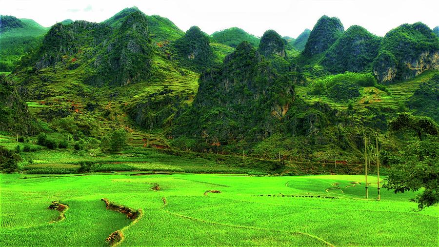 Green rice field landscape Photograph by Robert Bociaga