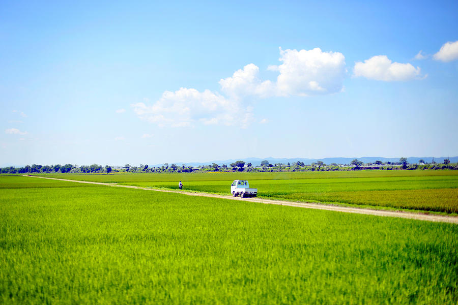 Green rice fields in northeastern Japan Photograph by Photography by Bobi