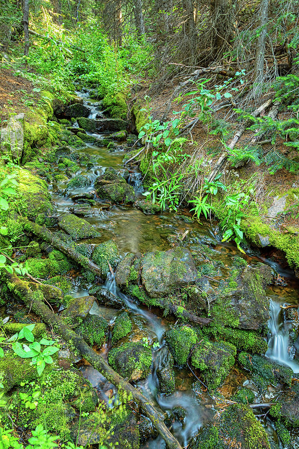 Green Rocky Mountain Stream Photograph