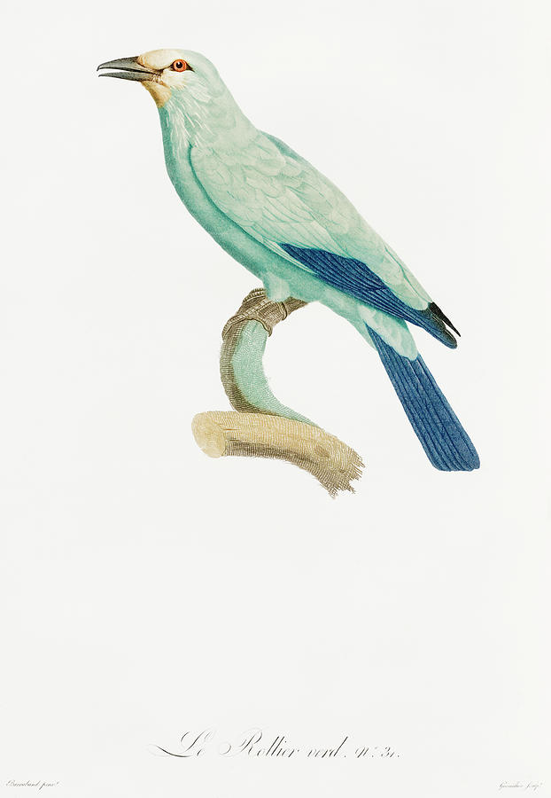 Jacques Barraband Digital Art - Green Roller - Vintage Bird Illustration - Birds Of Paradise - Jacques Barraband - Ornithology by Studio Grafiikka