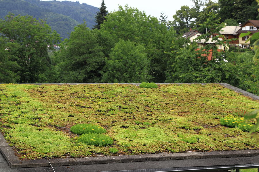 Green roof Photograph by Marcin_szmyd