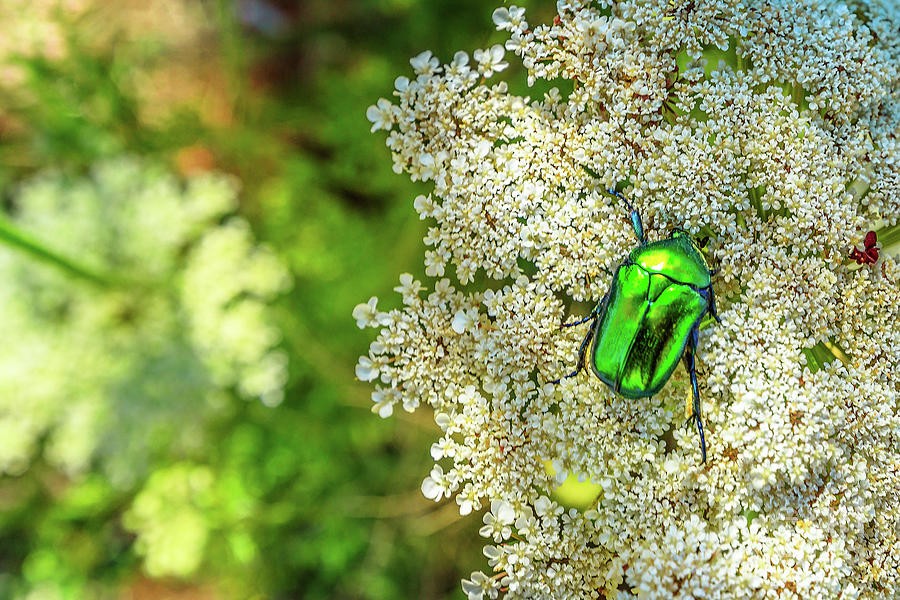 Green Rose Chafer Beetle Photograph by Benny Marty