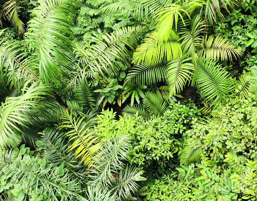 Green Salad Photograph by Rinat Hadad Siegel - Pixels