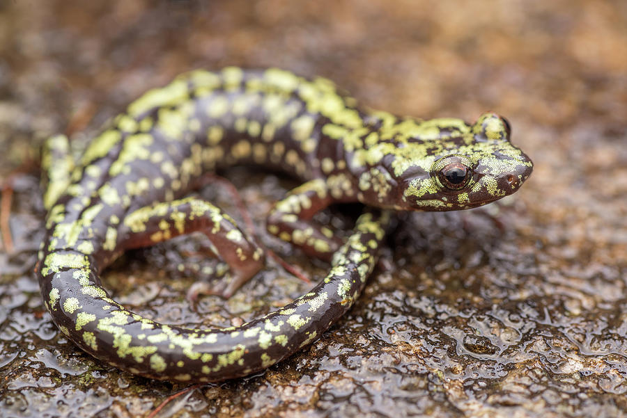 Green Salamander Photograph by Derek Thornton