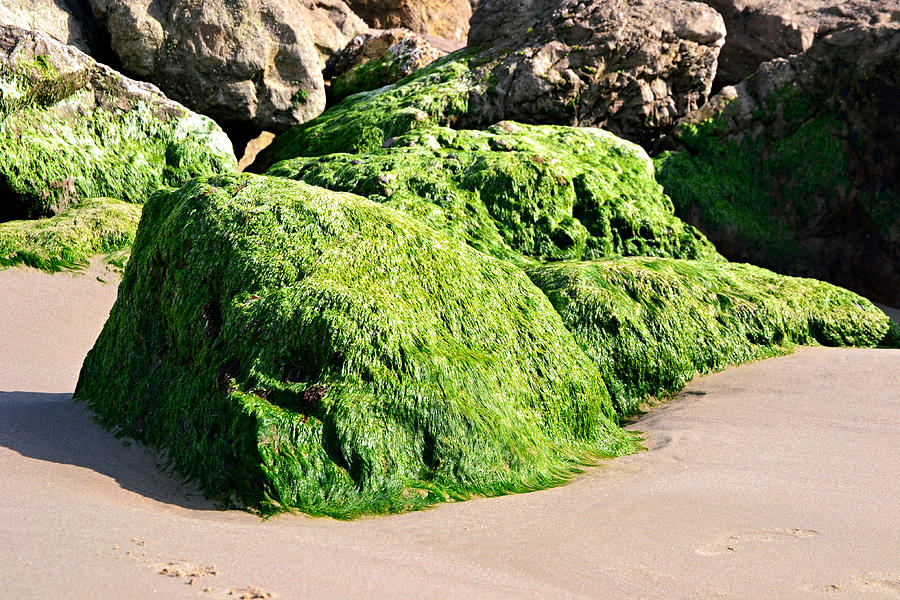 Green Sea Algae on Beach Rocks Photograph by Gaby Ethington