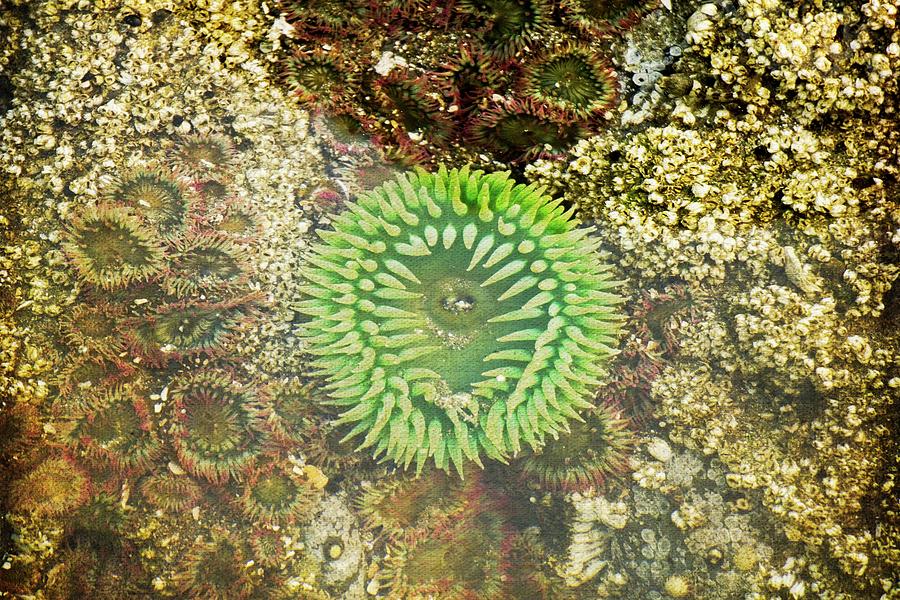 Green Sea Anemone Photograph by David Desautel